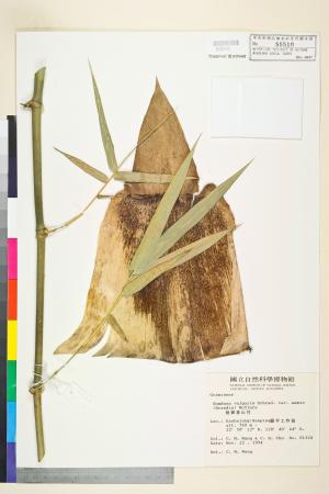 <a href="https://brmas.openmuseum.tw/muse/digi_object/3af85fe00386d71ff2758d8fae43fb79" target="_blank">短節泰山竹(葫蘆龍頭竹)／中央研究院生物多樣性研究博物館植物標本館 (HAST)</a>