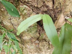 <a href="https://taieol.tw/muse/digi_object/6362d81009d94d313cbcd23e0eac6ebf" target="_blank">星蕨／By：mirandayan／iNaturalist</a>