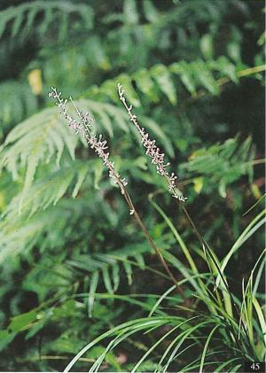 <a href="https://taieol.tw/muse/digi_object/170a0d21a02c6a43c22aad6c7958e4c3" target="_blank">闊葉麥門冬／By：陳添財／臺灣維管束植物簡誌</a>