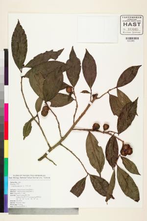 <a href="https://brmas.openmuseum.tw/muse/digi_object/3b14682b4bab4b977f9b7da246bcc9f8" target="_blank">日本山茶／中央研究院生物多樣性研究博物館植物標本館 (HAST)</a>