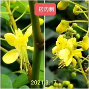 <a href="https://taieol.tw/muse/digi_object/ed7de8d655f247d245a014227814f196" target="_blank">搭肉刺／By：naturalist47915／iNaturalist</a>