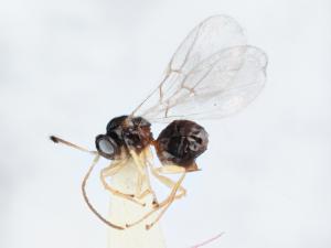 <a href="https://taieol.tw/muse/digi_object/179a73d1f7aa82b9b27bd460ee660f7f" target="_blank">Cycloneuroterus tumiclavus／By：唐昌廸／唐昌廸</a>