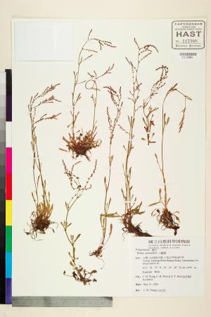<a href="https://brmas.openmuseum.tw/muse/digi_object/3b630cae2e63a1d467b2a5e6aaeb4ff2" target="_blank">小酸模／中央研究院生物多樣性研究博物館植物標本館 (HAST)</a>