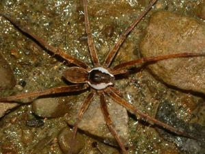 20091028_312583_Dolomedes raptor-03.jpg