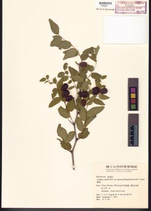 <a href="https://brmas.openmuseum.tw/muse/digi_object/3b976d5ae26364c2094c3385cae3c6d8" target="_blank">棗／中央研究院生物多樣性研究博物館植物標本館 (HAST)</a>
