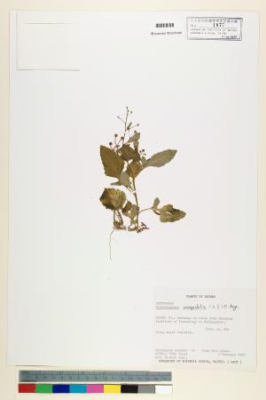<a href="https://brmas.openmuseum.tw/muse/digi_object/3b9f0dd12b212a6f48b8d7615f406919" target="_blank">茯苓菜／中央研究院生物多樣性研究博物館植物標本館 (HAST)</a>