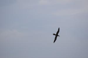 <a href="https://taieol.tw/muse/digi_object/e94ae48ba117d0530a29c1b011a6dc40" target="_blank">白腹鰹鳥／By：allenlyu／iNaturalist</a>