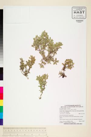 <a href="https://brmas.openmuseum.tw/muse/digi_object/3bbf9449cdd047f6b1839bc2faea9dc9" target="_blank">水芫花／中央研究院生物多樣性研究博物館植物標本館 (HAST)</a>