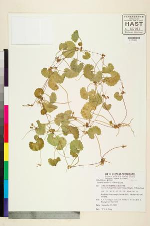<a href="https://brmas.openmuseum.tw/muse/digi_object/3bc511e547e13e8d56caf40d1fed69d8" target="_blank">雷公根／中央研究院生物多樣性研究博物館植物標本館 (HAST)</a>