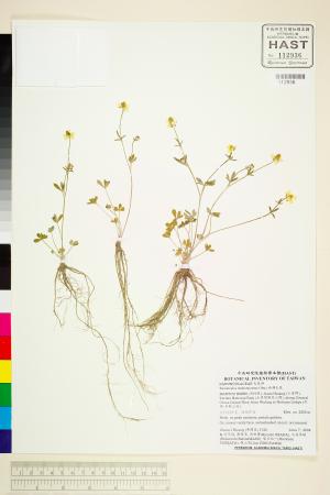 <a href="https://brmas.openmuseum.tw/muse/digi_object/3bd90a281e1ef5c77f6e371a2cd4980d" target="_blank">南湖毛莨／中央研究院生物多樣性研究博物館植物標本館 (HAST)</a>