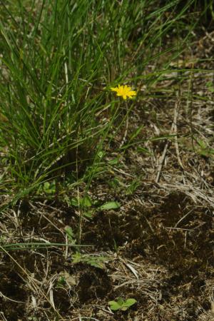 <a href="https://taieol.tw/muse/digi_object/b6c387737010591cdb304c27a084aee6" target="_blank">貓兒菊／By：chengte／iNaturalist</a>