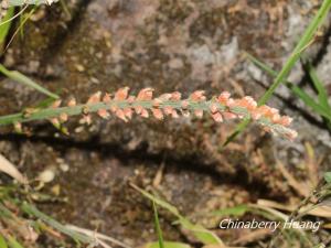 <a href="https://taieol.tw/muse/digi_object/707dca031c0f83a174fe4dcfd5506a8b" target="_blank">束心蘭／By：chinaberryhuang／iNaturalist</a>