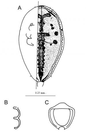 Aleuroclava psidii  (Singh, 1931)