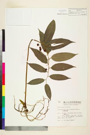 <a href="https://brmas.openmuseum.tw/muse/digi_object/3bf075b16752c749cfa6bc77cbab2c55" target="_blank">台灣黃精／中央研究院生物多樣性研究博物館植物標本館 (HAST)</a>