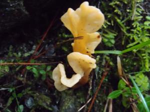 <a href="https://taieol.tw/muse/digi_object/0f8e2f9d21ca42e0211c0211b8ab8531" target="_blank">Spathularia velutipes(絨柄地匙菌)／By：柯文俊／蕈哥菇妹園地(The Forum of Fungi)</a>