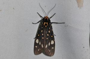 Aglaomorpha histrio formosana 大麗燈蛾