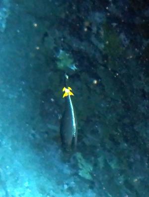 <a href="https://taieol.tw/muse/digi_object/e812c648e6751f9b47a0f17cb0065cb4" target="_blank">黑背鼻魚／By：langzi／iNaturalist</a>