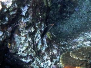 <a href="https://taieol.tw/muse/digi_object/c5e3fc97a15d5ea3d6131bf3b3108a07" target="_blank">雜色尖嘴魚／By：langzi／iNaturalist</a>
