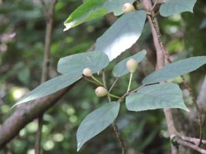 <a href="https://taieol.tw/muse/digi_object/7df9b860426449ea8c7e51f258d67ca9" target="_blank">假枇杷／By：shaurong／iNaturalist</a>