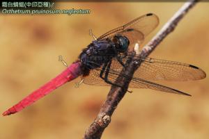 14-26 霜白蜻蜓(中印亞種)