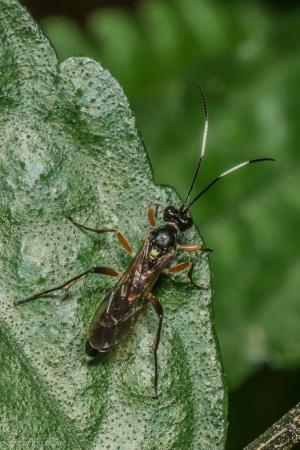 Ichneumonidae_001.jpg