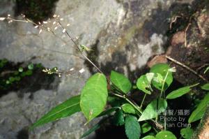 <a href="https://taieol.tw/muse/digi_object/35361666ef419b1049eb42f4cecdc31c" target="_blank">琉球山螞蝗／By：陳育賢／臺灣物種名錄(TaiCOL)</a>