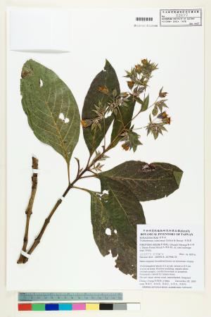 <a href="https://brmas.openmuseum.tw/muse/digi_object/3c48870799cbcd40e50249fc8d69a5d6" target="_blank">假酸漿／中央研究院生物多樣性研究博物館植物標本館 (HAST)</a>