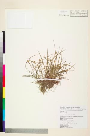 <a href="https://brmas.openmuseum.tw/muse/digi_object/3c662119eda3a641b9954d3441b4701e" target="_blank">短葉水蜈蚣／中央研究院生物多樣性研究博物館植物標本館 (HAST)</a>