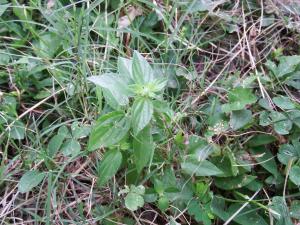 <a href="https://taieol.tw/muse/digi_object/1620ab8f6a5905548900f4e6d86bfeb8" target="_blank">霧水葛／By：vole／iNaturalist</a>