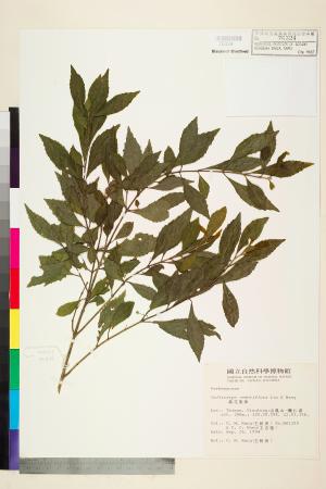 <a href="https://brmas.openmuseum.tw/muse/digi_object/3c7b6f6932bf910080e15bc294ccc750" target="_blank">疏花紫珠／中央研究院生物多樣性研究博物館植物標本館 (HAST)</a>