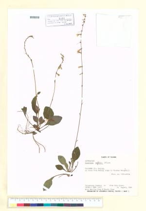 <a href="https://brmas.openmuseum.tw/muse/digi_object/3c7f3a3a0393bdbc919e47b3c15e86d5" target="_blank">台灣鬼督郵／中央研究院生物多樣性研究博物館植物標本館 (HAST)</a>