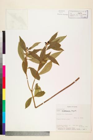 <a href="https://brmas.openmuseum.tw/muse/digi_object/3c8858dc33fe0d78505ca46a2c203bcb" target="_blank">台灣瑞香／中央研究院生物多樣性研究博物館植物標本館 (HAST)</a>