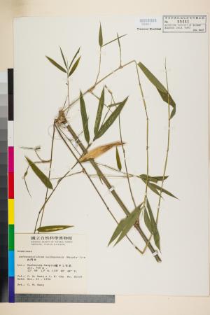<a href="https://brmas.openmuseum.tw/muse/digi_object/3c96eeed3449b3a11c3299e67a0174c1" target="_blank">內門竹(恆春矢竹、恆春青籬竹)／中央研究院生物多樣性研究博物館植物標本館 (HAST)</a>