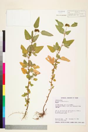 <a href="https://brmas.openmuseum.tw/muse/digi_object/3cd2bd3b0edb7f8598bc2964e7c7e8cf" target="_blank">野路葵／中央研究院生物多樣性研究博物館植物標本館 (HAST)</a>