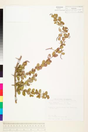 <a href="https://brmas.openmuseum.tw/muse/digi_object/3cd8235e310e0d6f44b671ff98c8d536" target="_blank">巒大雀梅藤／中央研究院生物多樣性研究博物館植物標本館 (HAST)</a>