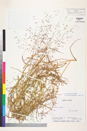 <a href="https://brmas.openmuseum.tw/muse/digi_object/3cdafd696ccec6554e0dcda0efa1cdce" target="_blank">糠稷／中央研究院生物多樣性研究博物館植物標本館 (HAST)</a>