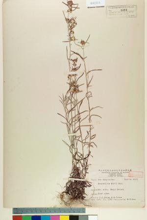 <a href="https://brmas.openmuseum.tw/muse/digi_object/3ce9b5b30331584dbd99b67535ce46ca" target="_blank">鼠麴草屬／中央研究院生物多樣性研究博物館植物標本館 (HAST)</a>
