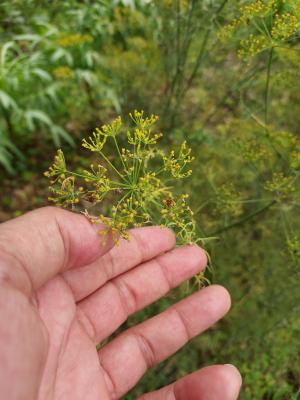 <a href="https://taieol.tw/muse/digi_object/bc6a8a54635db8c05c7cf35d1d774e75" target="_blank">茴香／By：lee-ray／iNaturalist</a>