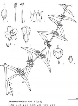 <a href="https://taieol.tw/muse/digi_object/6f612ce900de515e01b2de1218255e8b" target="_blank">多花水莧菜／By：金門植物誌／金門國家公園管理處</a>
