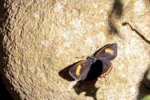 <a href="https://taieol.tw/muse/digi_object/3817c45c15e397ab0fd495e285a46013" target="_blank">Heliophorus ila／By：nicolle10／iNaturalist</a>