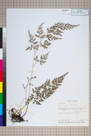 <a href="https://brmas.openmuseum.tw/muse/digi_object/3d1a2f4a3cd19d76fbe3424679cd69d3" target="_blank">高山金粉蕨／中央研究院生物多樣性研究博物館植物標本館 (HAST)</a>