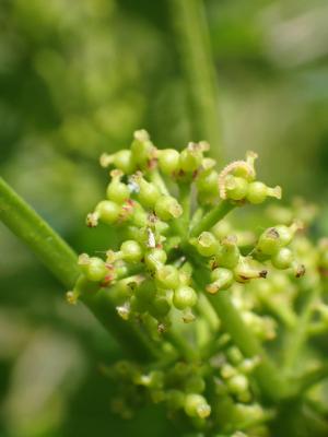 <a href="https://taieol.tw/muse/digi_object/aaaecc1a1da97b1064e80065fd6a8f88" target="_blank">刺花椒／By：leaf0605／iNaturalist</a>