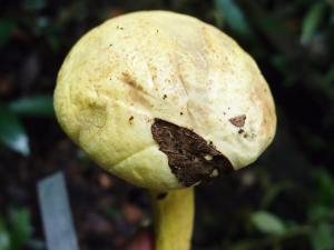 Pulveroboletus ravenelii(黃粉末牛肝菌)