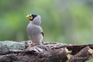<a href="https://taieol.tw/muse/digi_object/acae67d31b7110d0a31bae6b32549d8a" target="_blank">桑鳲／By：陳添財／臺灣物種名錄(TaiCOL)</a>