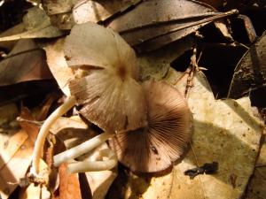 Psathyrella candolleana(黃蓋小脆柄菇)