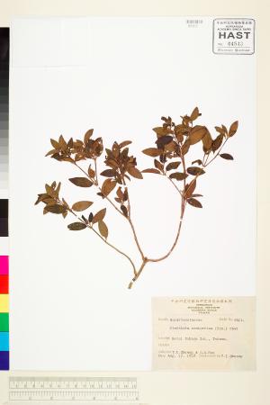 <a href="https://brmas.openmuseum.tw/muse/digi_object/3d49a0be58bbbf76d4edec81bf2d8f2d" target="_blank">糙葉耳藥花／中央研究院生物多樣性研究博物館植物標本館 (HAST)</a>
