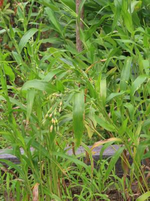 <a href="https://taieol.tw/muse/digi_object/b0e7e9f34982c1133a165da5e03887a9" target="_blank">薏苡／By：naturalist14740／iNaturalist</a>