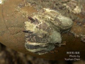 <a href="https://taieol.tw/muse/digi_object/7dc1422d562754ec81df463660147016" target="_blank">葡萄牙牡蠣／By：陳育賢／陳育賢</a>