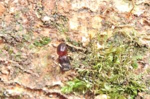 Leptoxyleborus concisus (Blandford, 1894) 中凹半坡小蠹