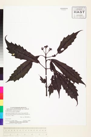 <a href="https://brmas.openmuseum.tw/muse/digi_object/3dbd345f8339ab8d4c85f58b742fb144" target="_blank">桃葉珊瑚／中央研究院生物多樣性研究博物館植物標本館 (HAST)</a>